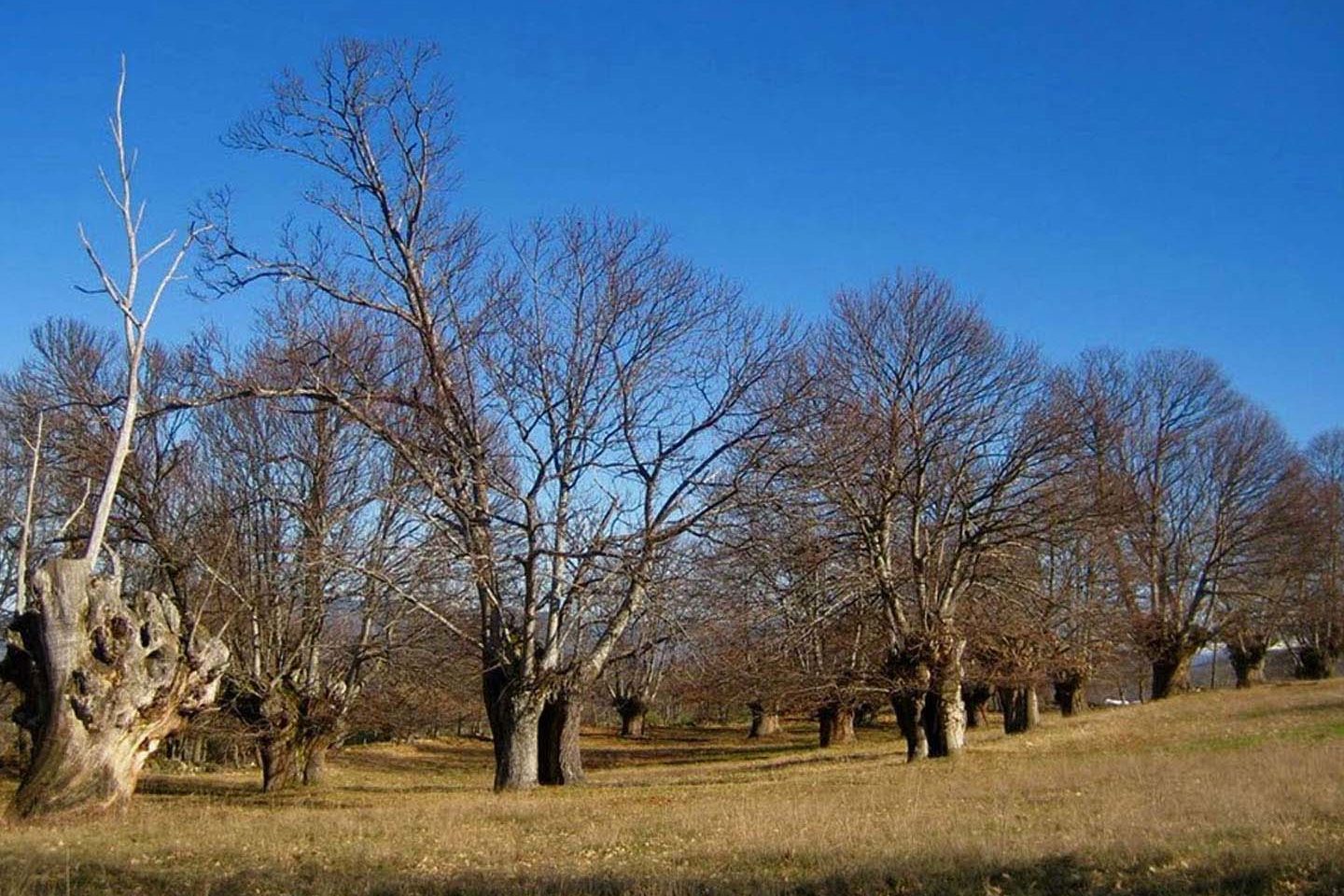 Souto de Rozabales