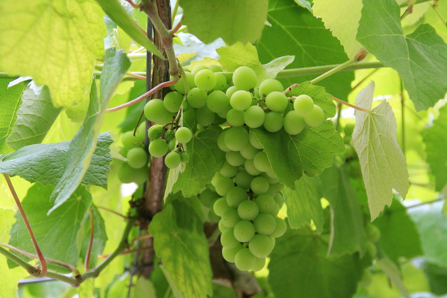 Vid de Albariño