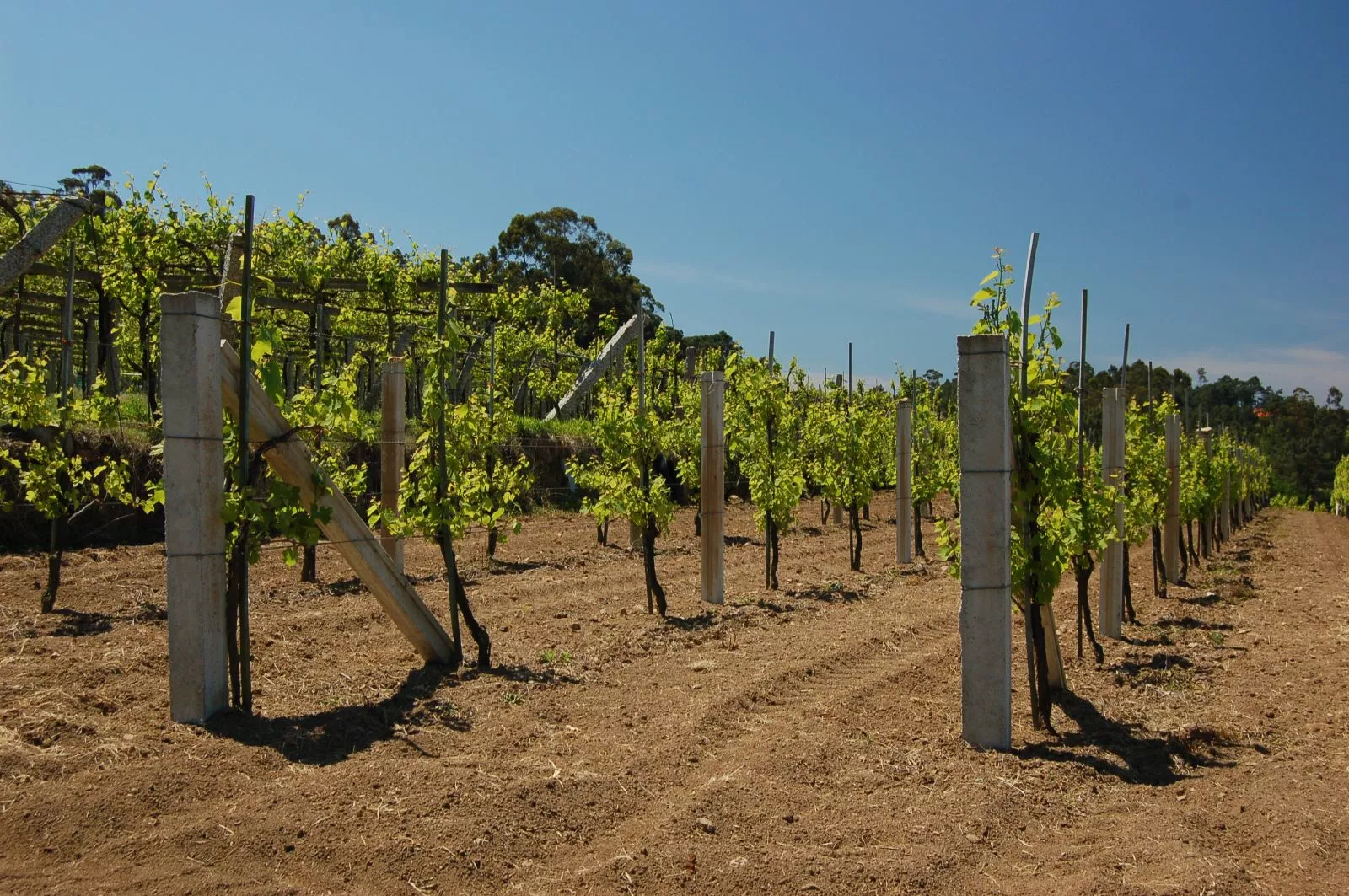 Plantación de Albariño